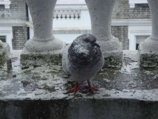 Hawk