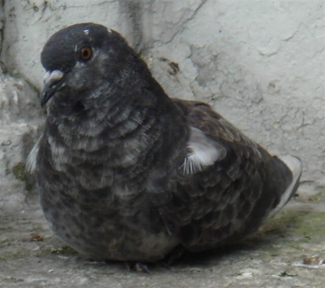 Hawk