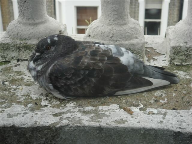 Hawk